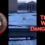 Polar Bear Comes After Villager On Remote Arctic Island