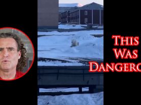 Polar Bear Comes After Villager On Remote Arctic Island