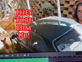 Burglar Wasn’t Counting On Protective Dogs To Meet Him