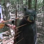 Are Pulleys and Wheels Necessary for Bear Hunting?