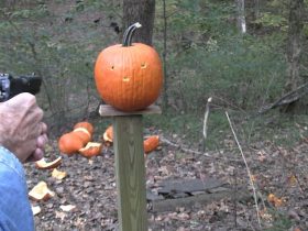 Pumpkin Carving  2025 with a 45 ACP