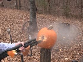 Are Slugs Underrated?