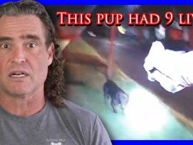 Homeowner Can’t Control His Dog Or Emotions | Active Self Protection