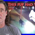 Homeowner Can’t Control His Dog Or Emotions | Active Self Protection